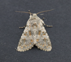 Polymixis rufocincta