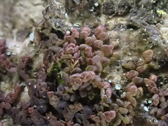 Frullania fragilifolia