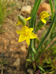 Hypoxis acuminata