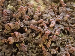 Frullania fragilifolia