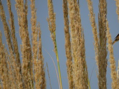 Poaceae