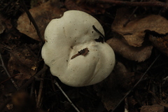 Tricholoma album