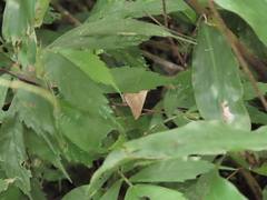 Oxyodes scrobiculata