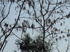 Semnopithecus entellus