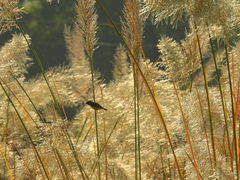 Poaceae