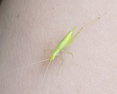 Oecanthus exclamationis