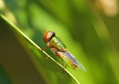 Odontomyia decipiens