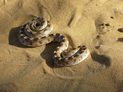 Awl-Headed Snake photo 5