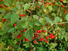 Cotoneaster bullatus