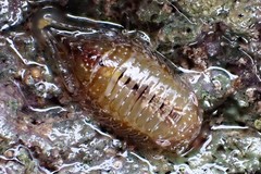 Platynympha longicaudata