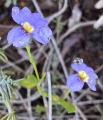 Dampiera diversifolia
