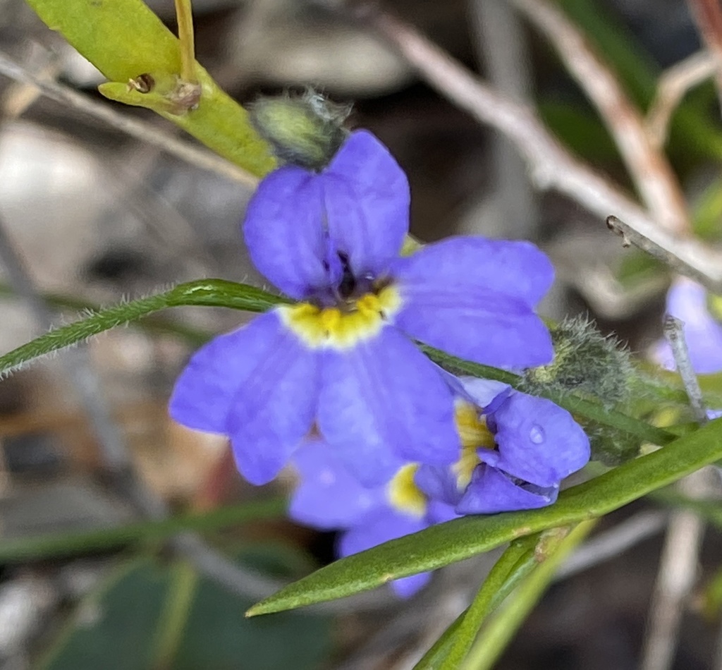 Dampiera diversifolia
