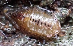 Platynympha longicaudata