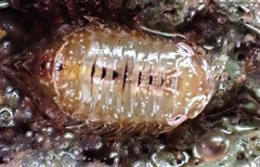 Platynympha longicaudata