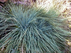 Aciphylla glaucescens