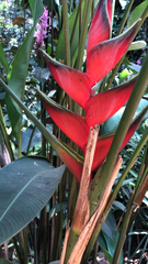 Heliconia bihai