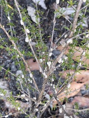 Callococcus pulchellus