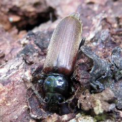Tetropium castaneum