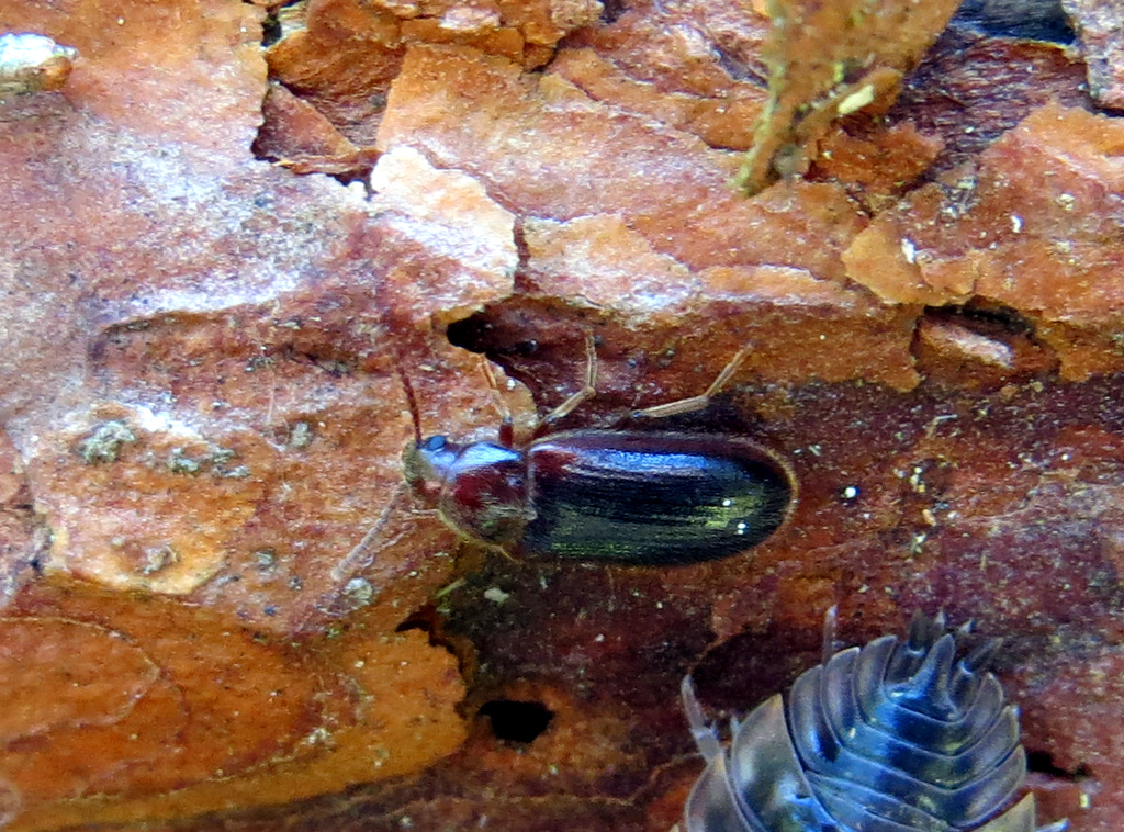 Zilorini