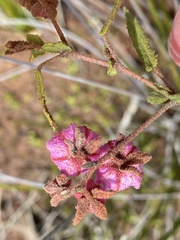 Thomasia angustifolia