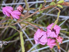 Thomasia angustifolia