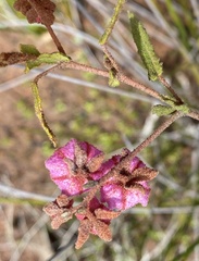 Thomasia angustifolia