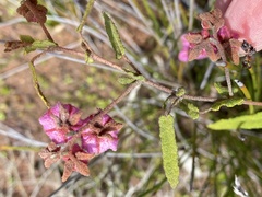 Thomasia angustifolia