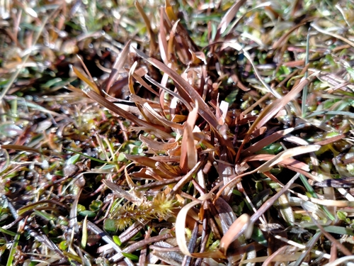 Carex talbotii, photograph 5