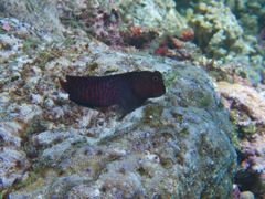 Cirripectes stigmaticus