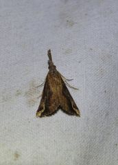 Hypena labatalis