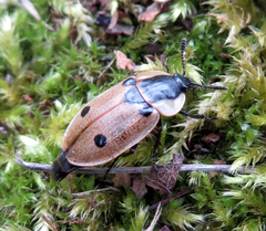 Dendroxena quadrimaculata