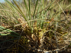 Lomandra collina