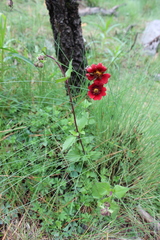 Potentilla haematochrous