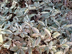 Brachyglottis revoluta