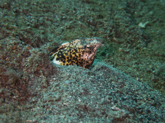 Callechelys marmorata