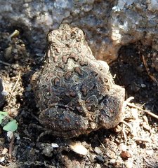 Physalaemus biligonigerus