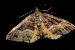 Chrysolarentia lucidulata