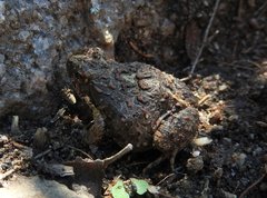 Physalaemus biligonigerus