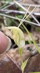 Pterostylis karri