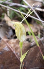Pterostylis karri
