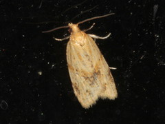 Clepsis therina