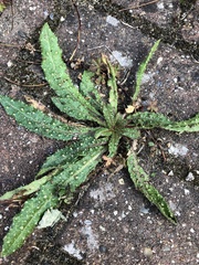 Helminthotheca echioides