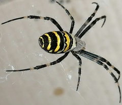 Argiope bruennichi
