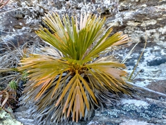 Aciphylla lecomtei