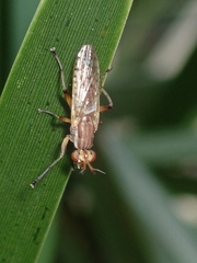 Dichetophora biroi