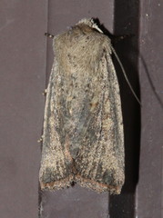 Cerastis punctosa