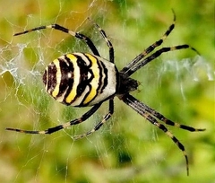 Argiope bruennichi