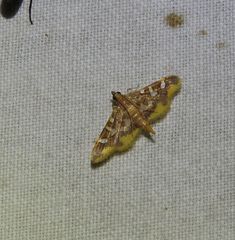 Prophantis