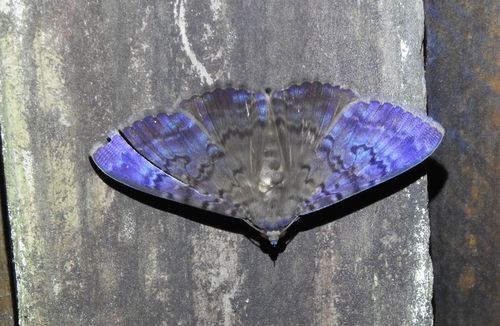 Plain cloak moth