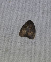 Hemonia micrommata